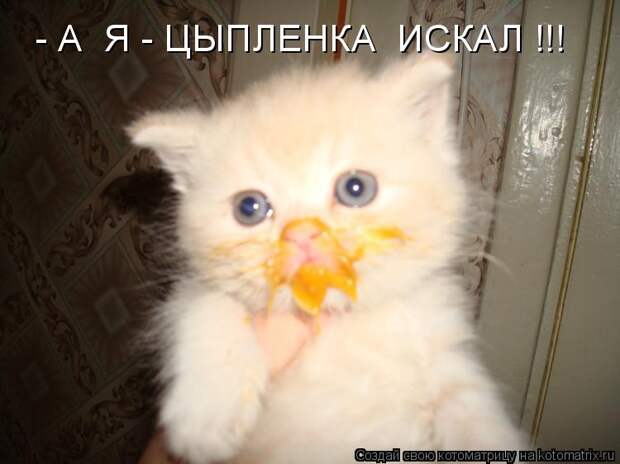 Котоматрица - - А  Я - ЦЫПЛЕНКА  ИСКАЛ !!!