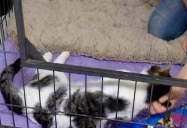 Спящий кот Кот спит