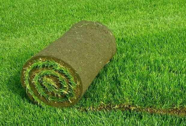 rulonnyj_gazon