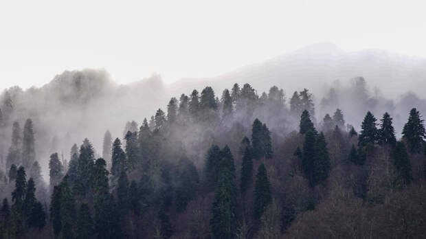 Россиянам напомнили о штрафах до 3 млн рублей за незаконную вырубку деревьев