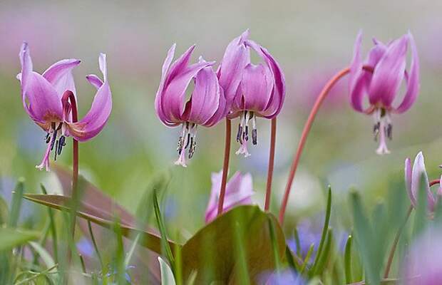 1281609000_1erythronium (600x388, 42Kb)