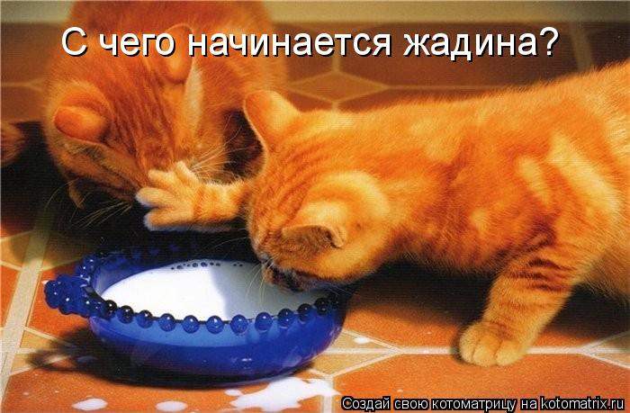 Котоматрица: С чего начинается жадина?
