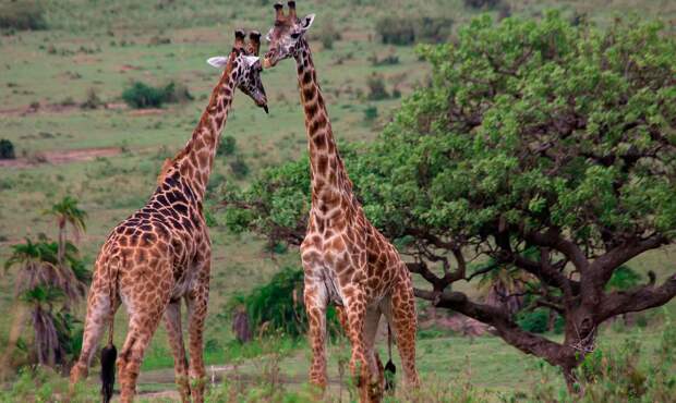 Животное жираф является полигамным