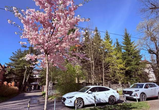 Калининград весной превращается в город цветущей сакуры