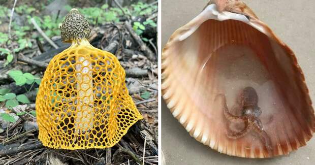 35 неожиданных находок, которыми люди поделились в Сети