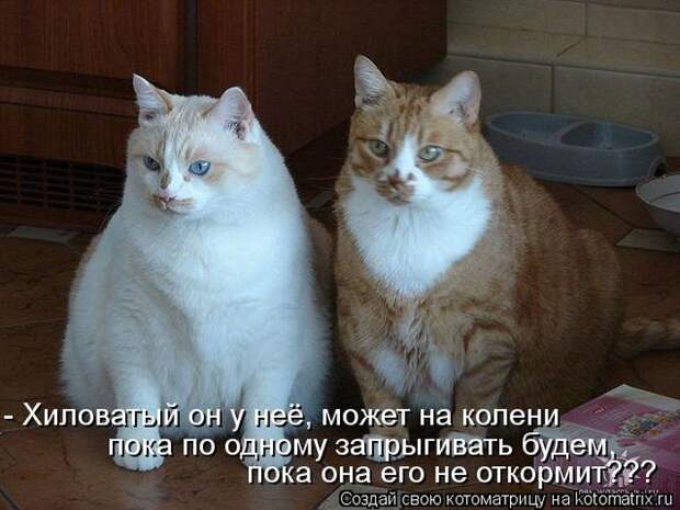 Лучшие котоматрицы недели Лучшие котоматрицы недели