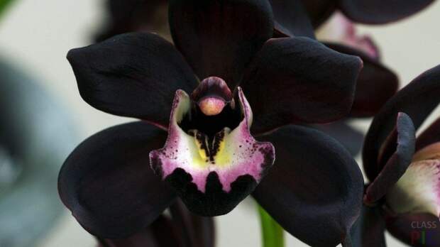 Цветок чёрной орхидеи