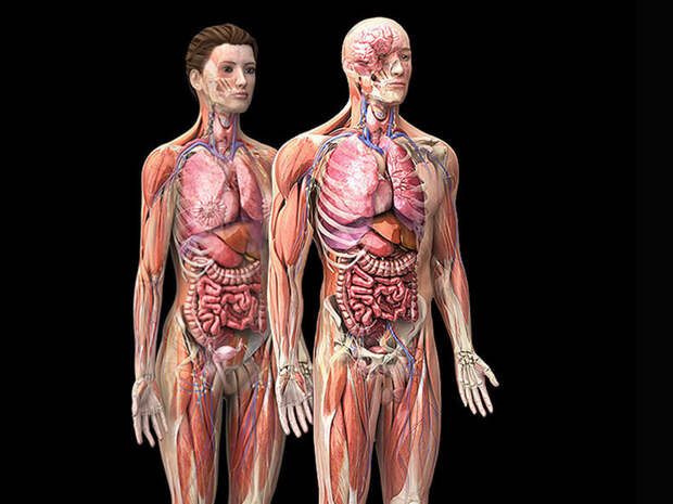 Опущение органов брюшной полости: Упражнения, которые поднимут «беглецов» на место