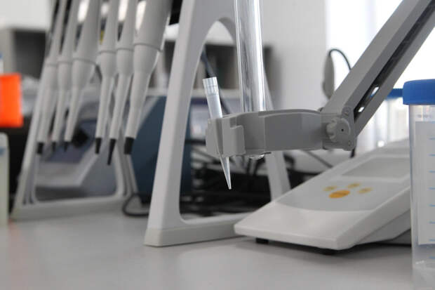 Ученые: В ходе эволюции млекопитающие утратили ген, заживляющий раны