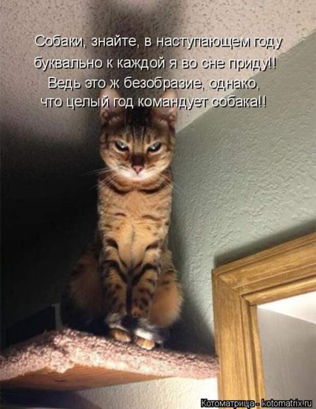 Лучшие котоматрицы недели (51 фото)