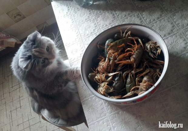 Смешные котики (55 фото)