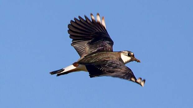 Что делали девушки на Руси 9 апреля, чтобы влюбить в себя парня?