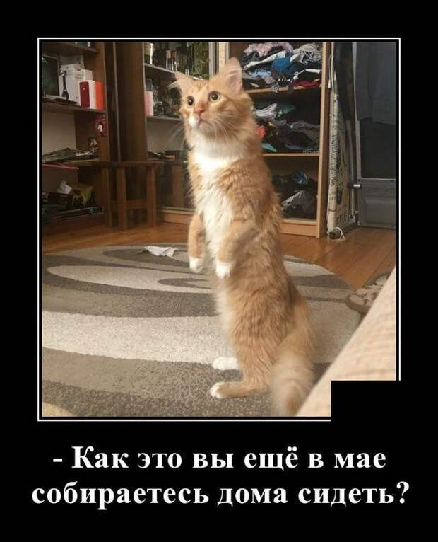 demotivatory-demotivator-smeshnye-demotivatory-demotivator-so-smyslom