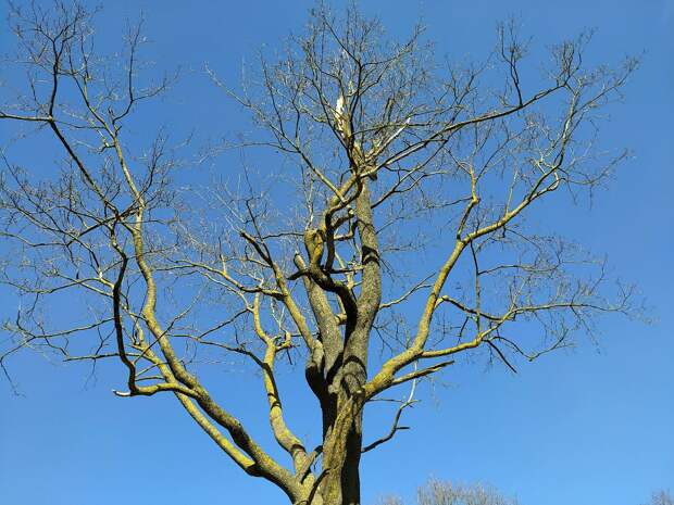 В сквере в центре Тюмени будут заменять погибшие деревья