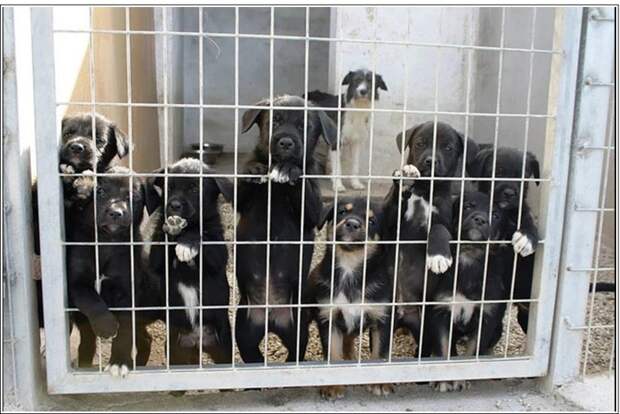 Простой жест щедрости: Как Криштиану Рональду помог выжить 80 собакам Криштиану Рональду, помог выжить 80 собакам