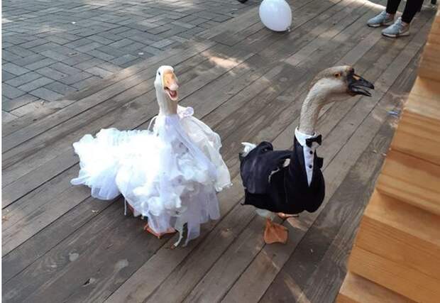 В Минске сыграли свадьбу двух гусей 