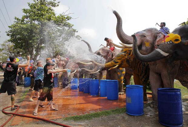 Водяная битва между слонами и людьми.
