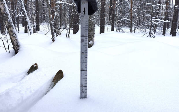 Сугробы в Окском заповеднике перешагнули метровый рубеж