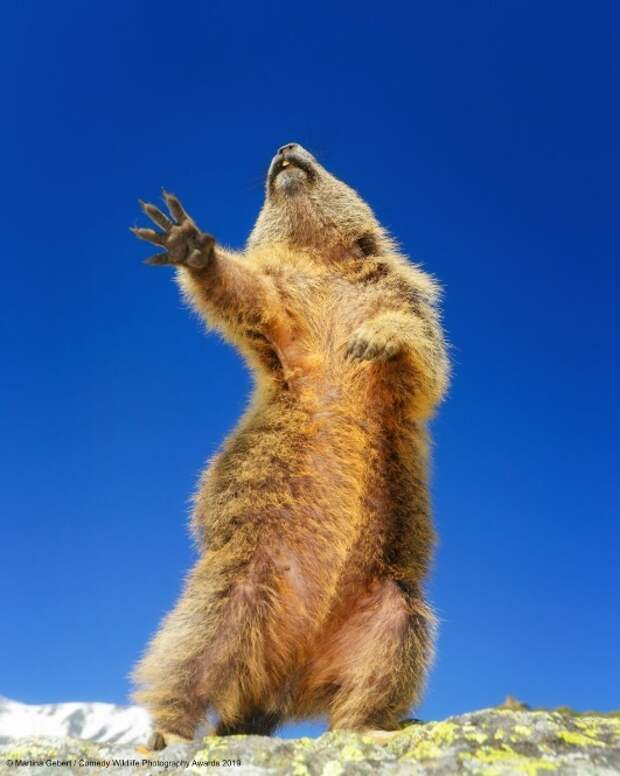 Финалисты конкурса Comedy Wildlife Photography Awards: самые забавные фотки из мира дикой природы за 2019 год Фотография, Дикая природа, Животные, Птицы, Длиннопост