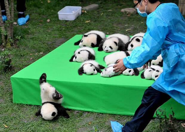 24. Падение маленькой панды животные, прикол, провалы, юмор