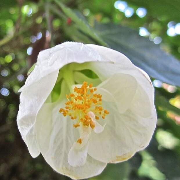 abutilon8