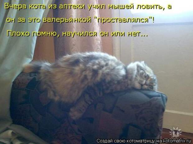 Новая котоматрица (44 шт)