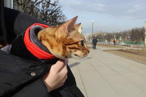 В Ленобласти насчитали 76 тысяч домашних кошек