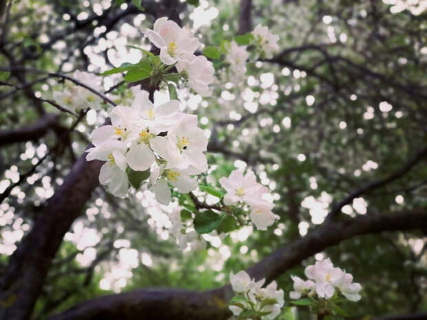 Солнце, ливни и арктический удар: прогноз погоды на май в Москве и Подмосковье