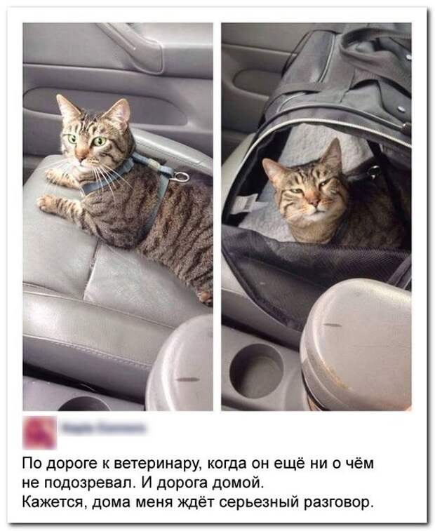 Прикольные комментарии из социальных сетей