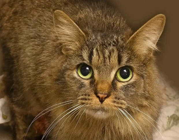 После урагана «Хелен» в США кошка нашла дорогу домой спустя 443 дня