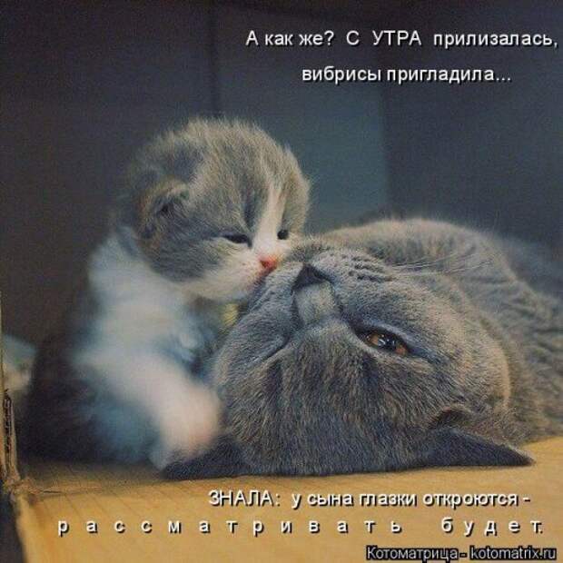 Свежая и прикольная котоматрица (32 фото)