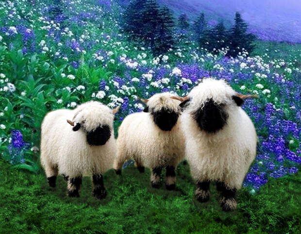 I love Valais Blacknose Sheep! | Cute animals, Animals wild, Animalsbeautiful