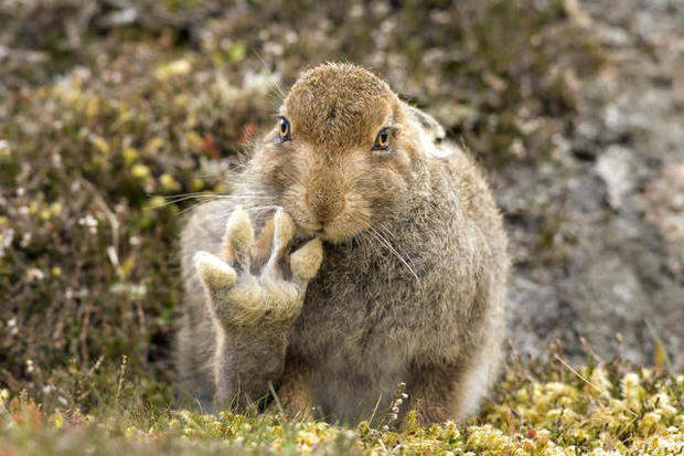 Hilarious finalists of the 2016 Comedy Wildlife Photography Awards