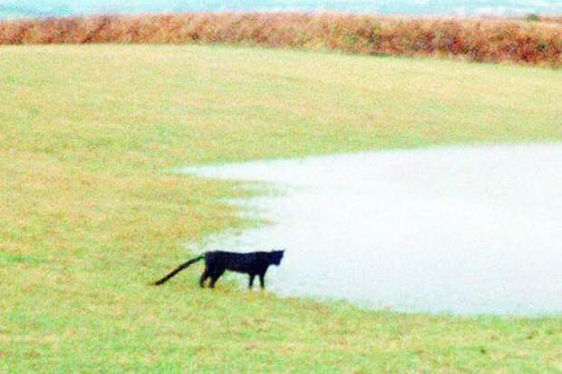 На британца из Корнуолла напала огромная черная кошка