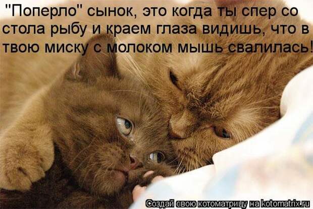 Лучшие котоматрицы недели Лучшие котоматрицы недели