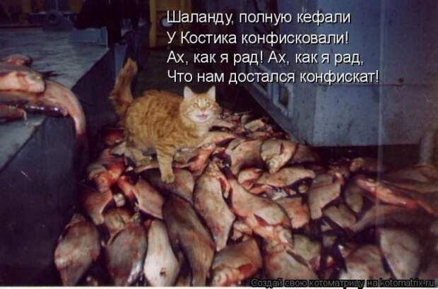 Лучшие котоматрицы недели
