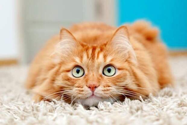 Просто котики коты, юмор