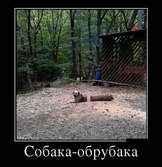 Демотиваторы