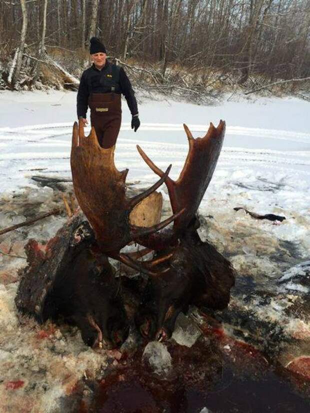 Сцепившиеся рогами лоси вмерзли в лед реки