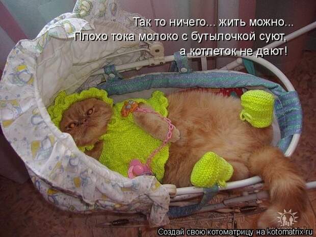 Лучшие котоматрицы недели (50 фото)