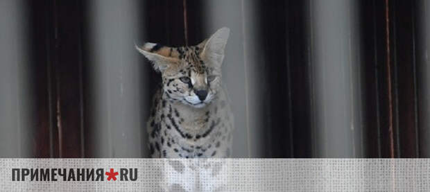 Жительница Севастополя незаконно пыталась провезти через границу перекрашенного сервала