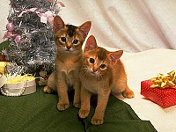Кошки и Котята 4