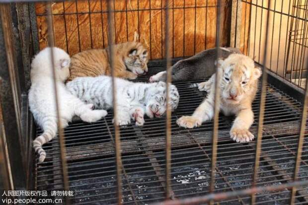 В китайском заповеднике собака стала кормилицей для четырех тигрят