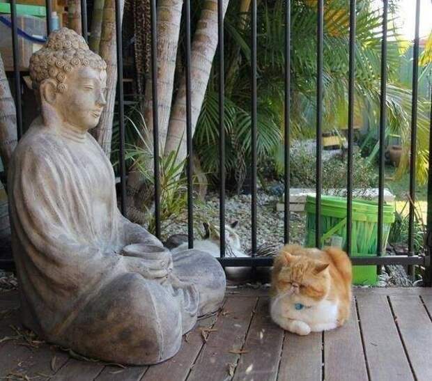 Коты-буддисты: гармония и единение буддизм, животные, коты, прикол