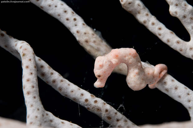 Фотография: Волшебный мир архипелага Раджа Ампат №22 - BigPicture.ru