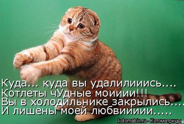 Котоматрица - Куда... куда вы удалилииись.... Котлеты чУдные моииии!!! Вы в холодиль