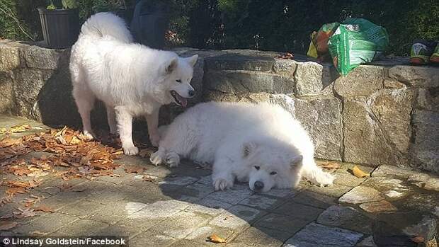 Лучшие друзья: щенки, которых ранее спасли в Южной Корее, встретились после долгой разлуки самоедская лайка, собак есть нельзя