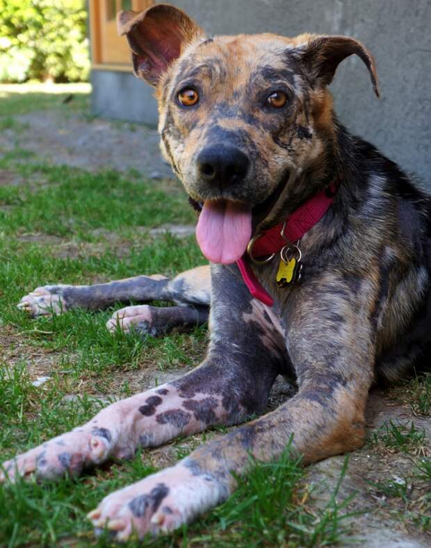 Bethany dog, спасение Бетани, Eldad Hagar, Hope For Paws, бездомные собаки