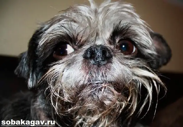 Аффенпинчер собака. Описание, особенности, уход и цена аффенпинчера