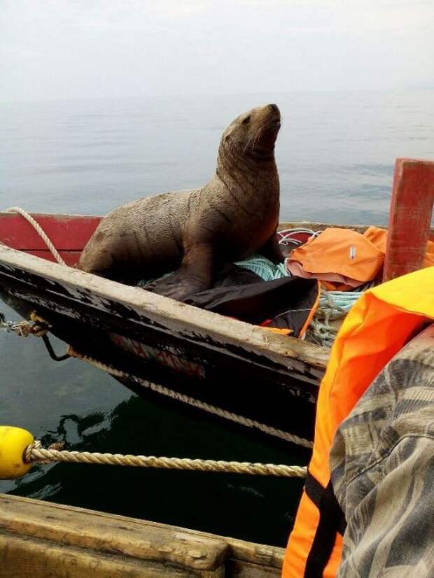 Наглый попутчик Охотское море, морской котик, рыбаки